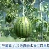 黑料社 朝阳吃瓜群众一枚 网红大瓜在哪找,朝阳吃瓜群众独家追踪网红大瓜